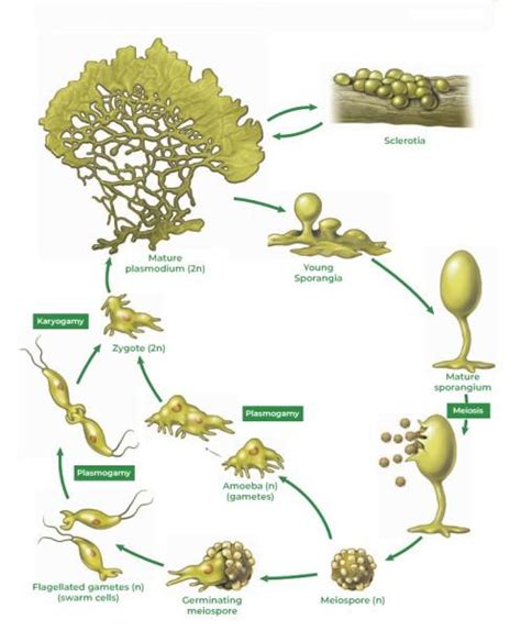 Protist Life Cycles And Habitats Biology LibreTexts, 48% OFF