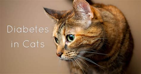 Feline Diabetes: Causes, Symptoms & Treatment | Cat-World