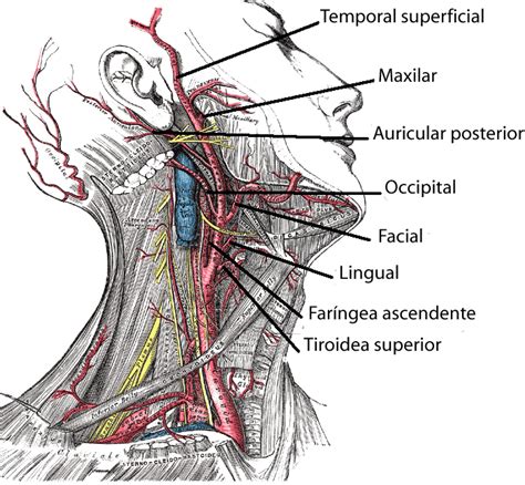 arteria carótida - Google Search | Arterias carótidas, Anatomia humana ...