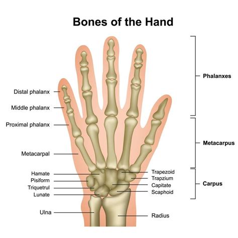 Hand And Wrist Bones Human Anatomy Sketch Vector Image | The Best Porn ...