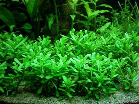 Bacopa Monnieri Aquarium - hzwsdxgfs2