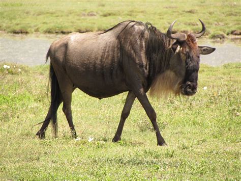 KARIBU AFRICA SAFARIS (Arusha) - All You Need to Know BEFORE You Go