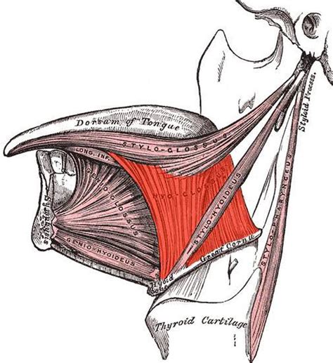 Hyoglossus muscle - MEDizzy