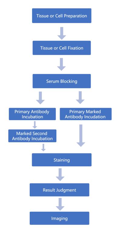 Immunofluorescence (IF) Protocol. Immunofluorescence(IF) staining is ...