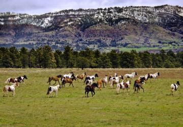 Black Hills Wild Horse Sanctuary - SouthDakota.com