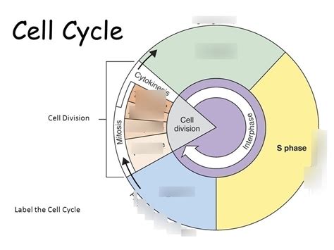 Cancer and the cell cycle Diagram | Quizlet