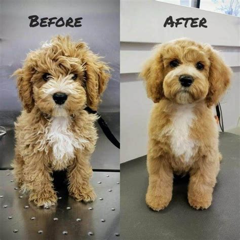 Most Adorable Goldendoodle Haircuts to Try in 2022 in 2022 | Puppy ...