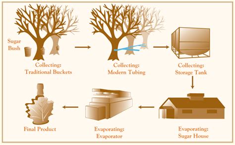 Free Technology for Teachers: The Making of Maple Syrup