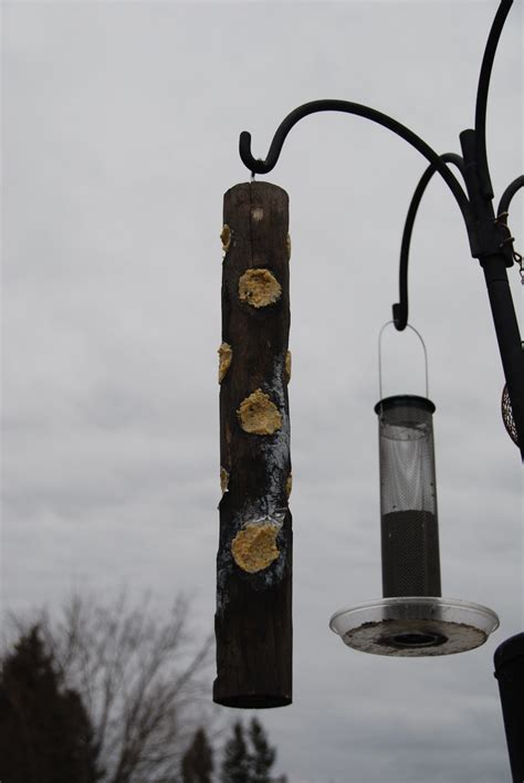 How to Make a Woodpecker Suet Feeder