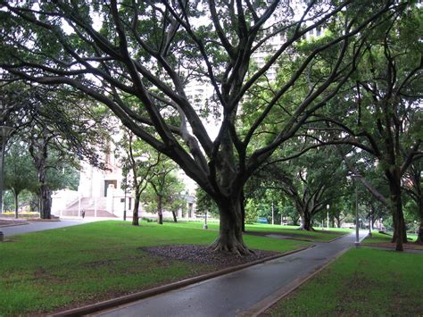 Hyde Park Trees | Hyde Park in Sydney | Lake Eyre | Flickr