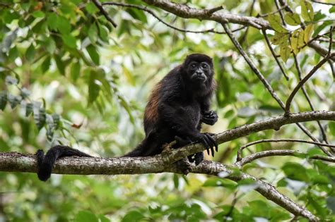 Mono aullador en peligro de extinción es declarado “monumento natural ...