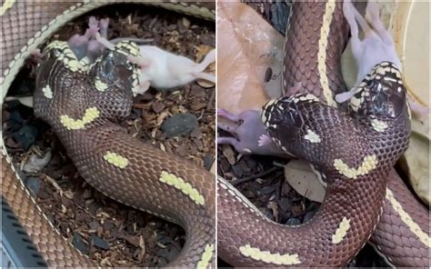 Dual аррetіte Delight: Two-Headed Snake Simultaneously Swallows Twin ргeу