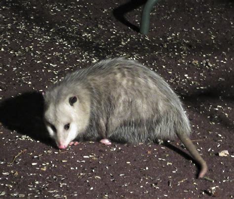 Minnesota Seasons - Virginia opossum