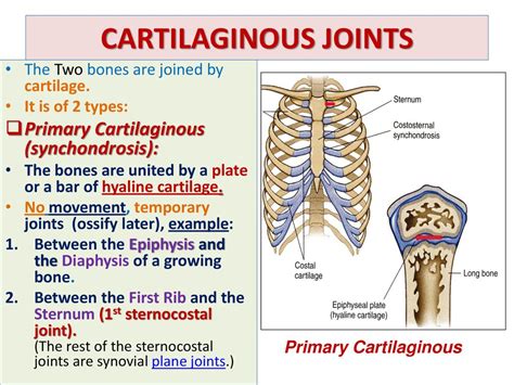 Synchondrosis Joint Definition : In this example, the rib articulates ...