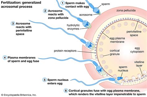 Fertilization | Steps, Process, & Facts | Britannica