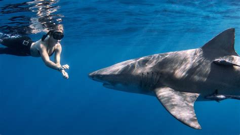 En este lugar cerca de Miami puedes bucear con tiburones o verlos desde ...