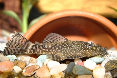 Bristlenose Pleco - уход, кормление и разведение Bristlenose Plecos ...