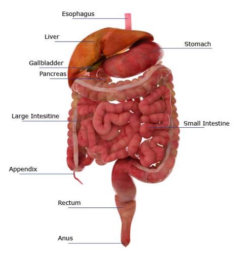 Jejunum's Function in the Small Intestine and Digestive System: