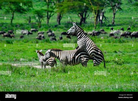 Zebra mating hi-res stock photography and images - Alamy