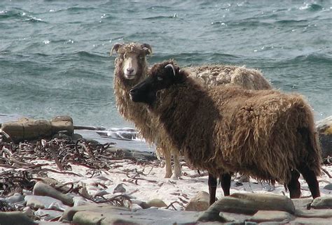 Meet the Sea Sheep of Scotland's North Ronaldsay Island