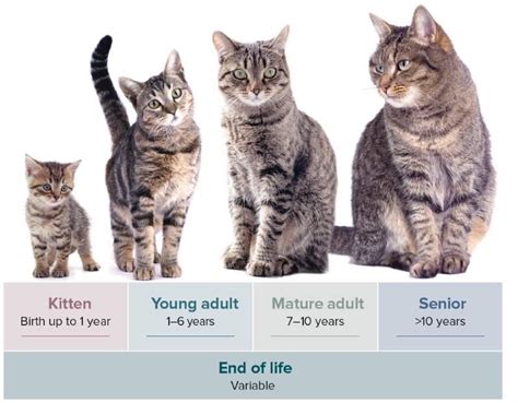 How Old Is My Cat in Human Years? Understanding Cat Age Conversion Cattify