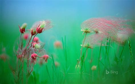 HD wallpaper: Prairie smoke blossoms-2016 Bing Desktop Wallpaper, plant ...