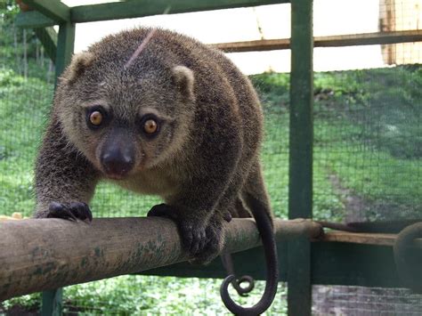 Picture 1 of 7 - Cuscus (Phalanger Maculatus) Pictures & Images ...