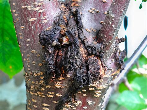 Bacterial Canker Control - How To Treat Bacterial Canker On Trees