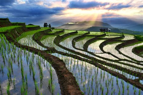 Chiang Mai rice terraces | Rice terraces, Chiang mai, Thailand adventure