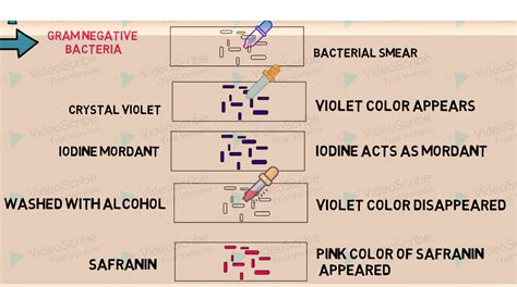 STAINING Principle, Reagents, Procedure, Steps, Results Interpretation ...