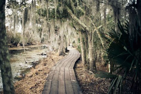 The 6 Best New Orleans Swamp Tours of 2022