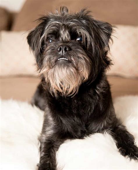 Affenpinscher – Top Lap Dogs