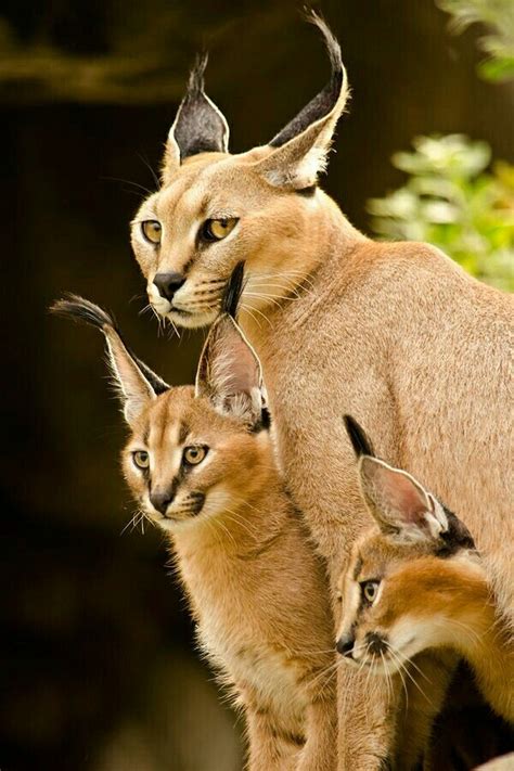 Important Facts About Caracal Pet You Need To Know | Wild cats ...