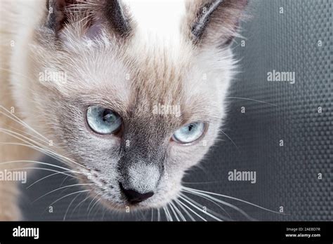 Portrait of Thai cat with bright blue eyes Stock Photo - Alamy