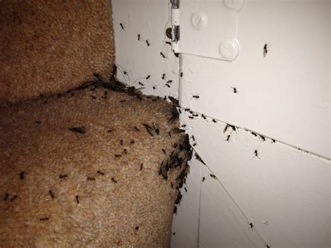 Ant Control Peachtree City | Peachtree City Ant Exterminators