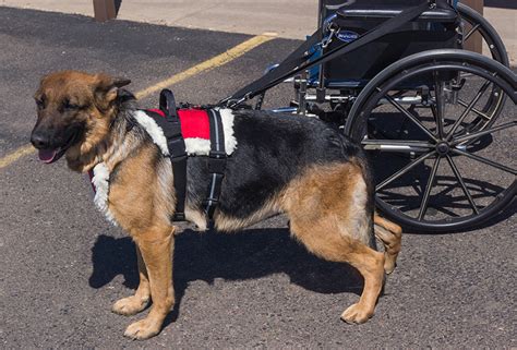 Padded Service Dog Pulling Harness for Wheelchairs at Active Dogs