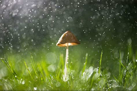 Rainy Nature Wallpapers - Top Free Rainy Nature Backgrounds ...