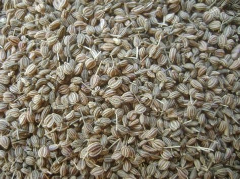 Ajwain Seeds,Natural Ajwain Seeds,Fresh Ajwain Seeds,Ajwain Carom Seeds ...