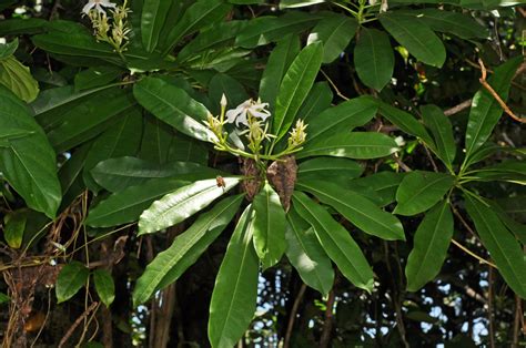 Cerbera manghas (Apocynaceae) image 81629 at PhytoImages.siu.edu