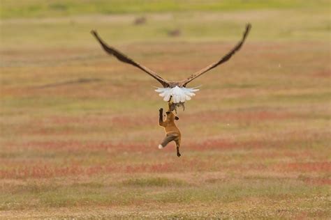 The story behind this dramatic photo of an eagle clutching a rabbit and ...