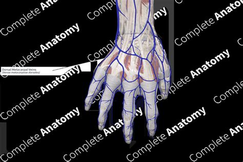 Dorsal Metacarpal Veins | Complete Anatomy