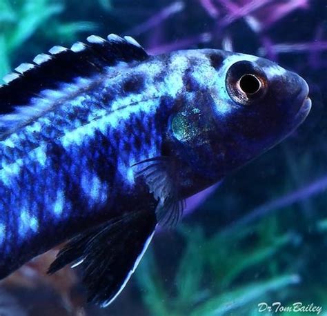 Premium New Electric Blue Melanochromis Johanni in 2021 | African ...