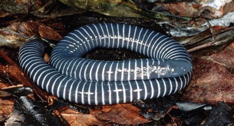 It's Wamũyũ.: Caecilians