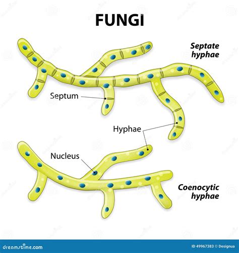 Multicellular Cell Structure Icon. Stock Photography | CartoonDealer ...