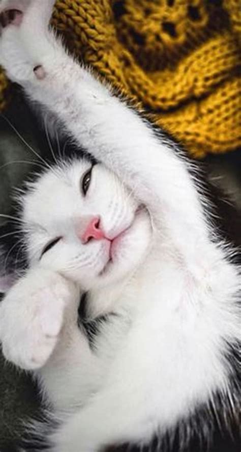 30 Beautiful and Cute Smiling Cat Pictures - Tail and Fur