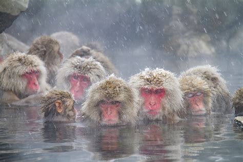 How to See the Hot Spring Bathing Snow Monkeys in Japan – skyticket ...