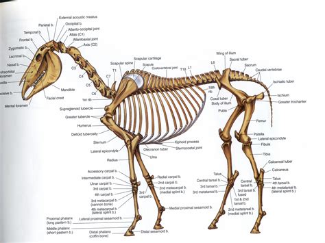 Image Gallery horse skeletal system