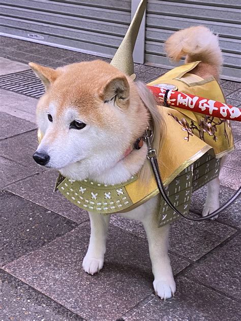 59 Doge Samurai Dog Meme