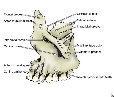 Human Anatomy: Maxilla Anatomy