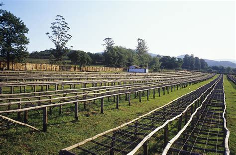 Coffee Plantation Photograph by Carlos Dominguez - Fine Art America